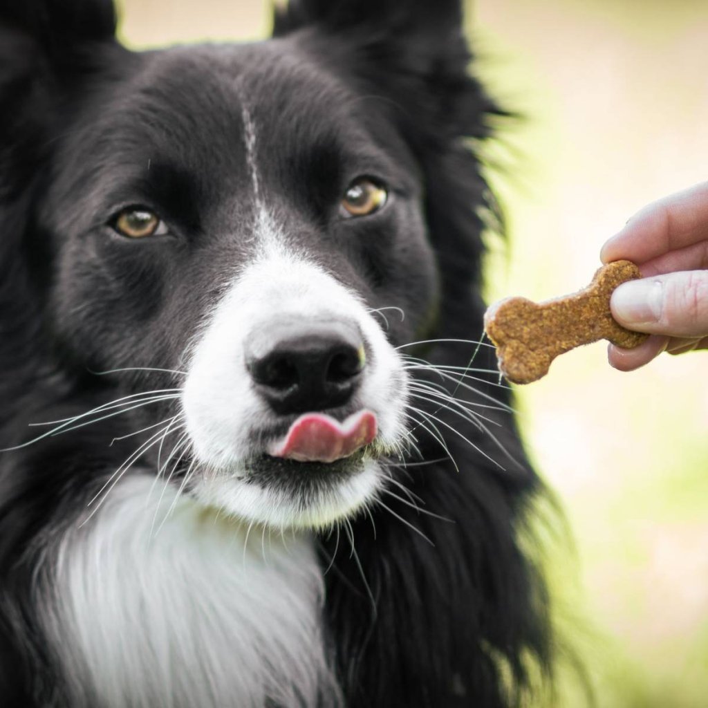 Susenky pro psy bataty kosticky (2)