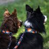 Obojky a voditka pro psy s liskou (4)