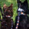 Obojky a voditka pro psy s liskou (5)