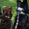 Obojky a voditka pro psy s liskou (6)