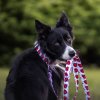 Obojky a voditka pro psy s beruskami (5)