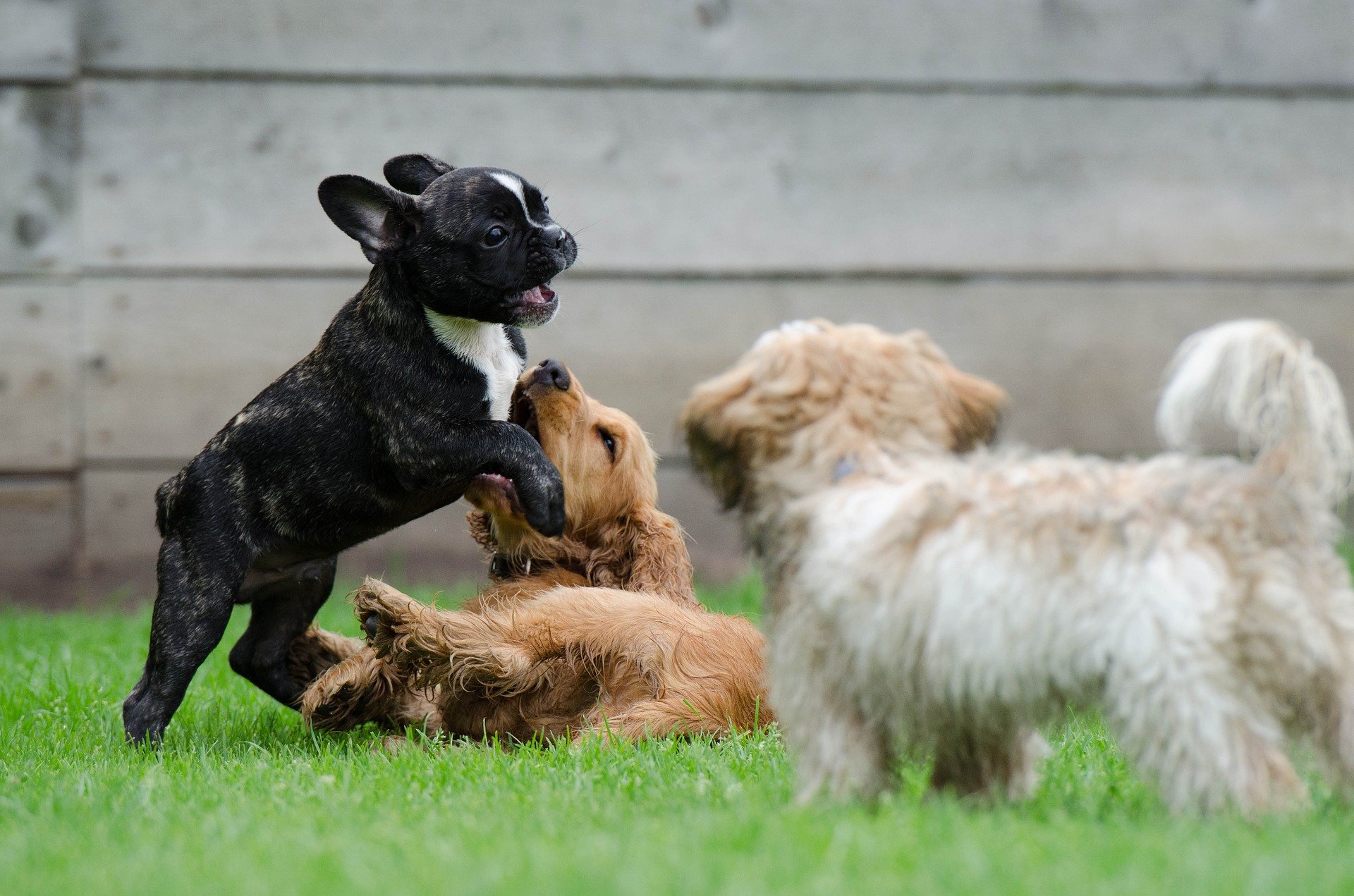 playing-puppies-790638_1920