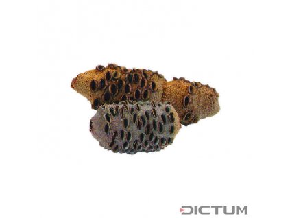 Dictum 831101 - Banksia Cones, Size 1,400-650 g