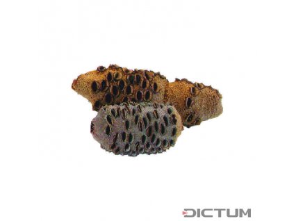 Dictum 831111 - Banksia Cones, Size 2, 651-1000 g