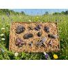 Schokoladen-Set - Aus der Welt der Insekten
