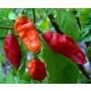 Bhut Jolokia Asit K.ghosh Thaumaturgist