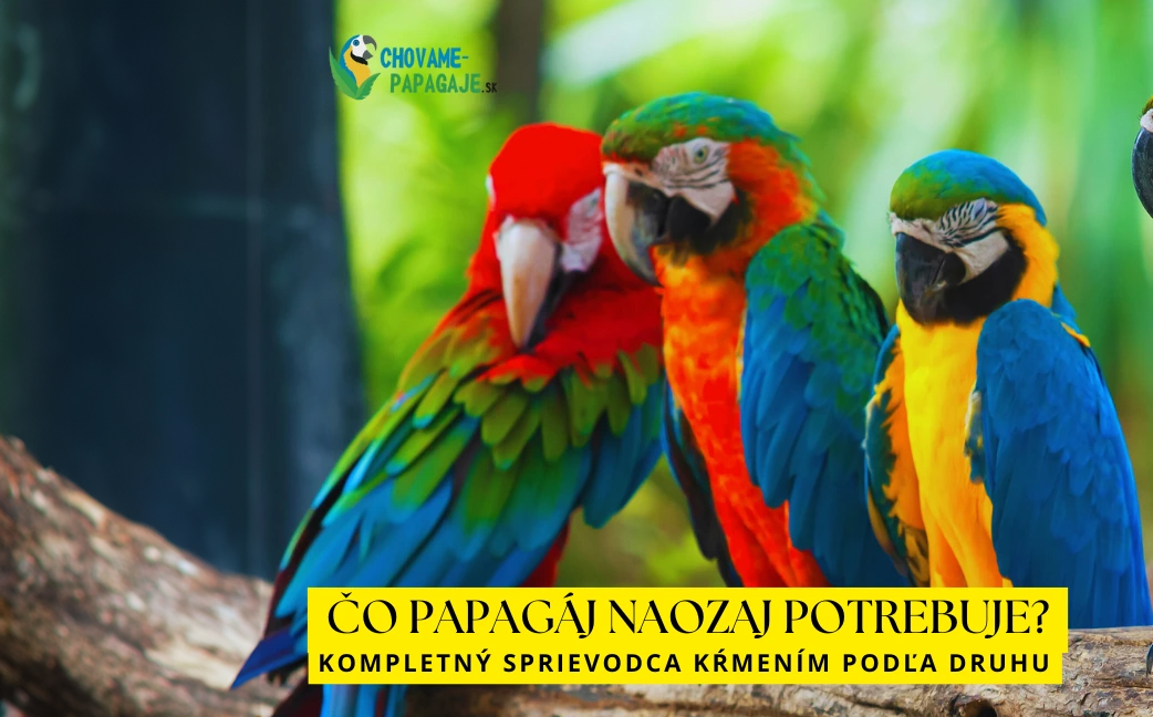 Čo papagáj naozaj potrebuje? Kompletný sprievodca kŕmením podľa druhu