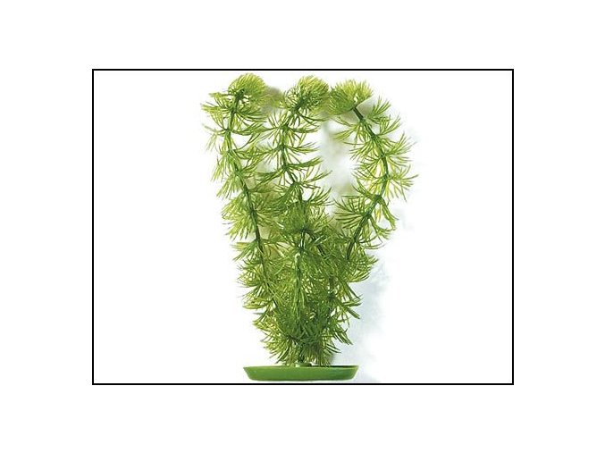 Rostlina Hornwort 12,5 cm
