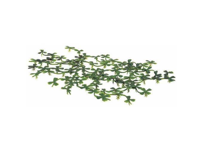 Plovoucí rostlina Duck weed