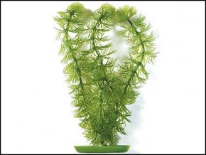 Rostlina Hornwort 12,5 cm