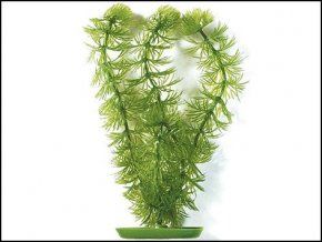 Rostlina Hornwort 12,5cm