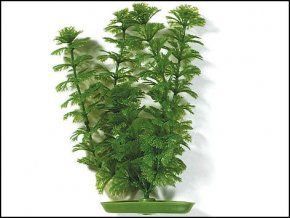 Rostlina Ambulia 20 cm