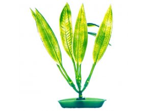 Rostlina Amazon Sword Plant 12,5cm