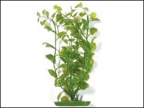 Rostlina Cardamine 50 cm