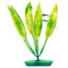 Rostlina Amazon Sword Plant 12,5cm