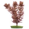 Rostlina Foxtail 20 cm