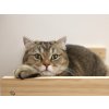 nastenna odpocivadlo pro kocky kerbl 80917 timber 38x33 5x16cm prirodni taupe 4