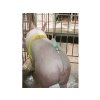 autoinseminator pro prasnice kerbl a i buddy 02