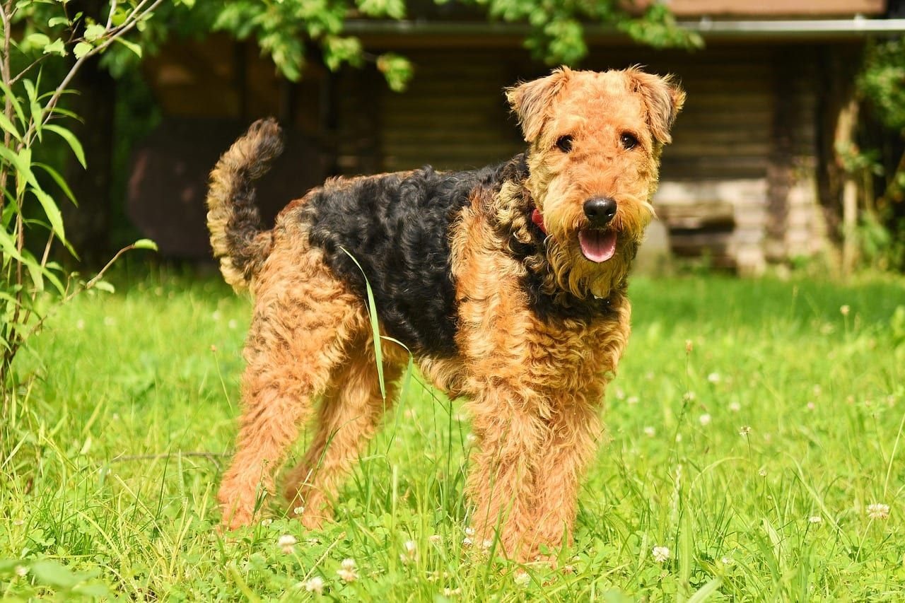 Airedale terié