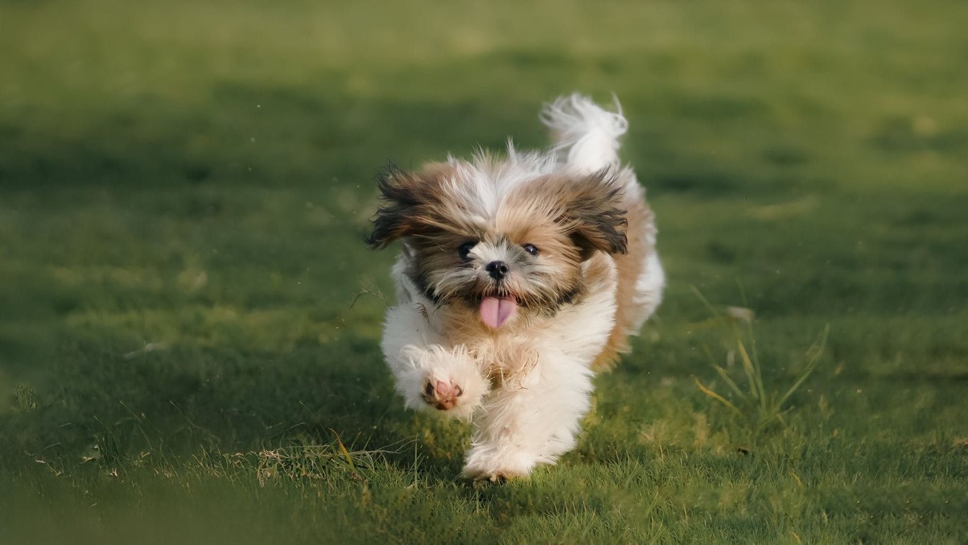 Shih tzu
