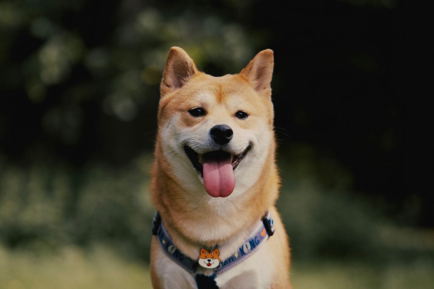 Šiba inu