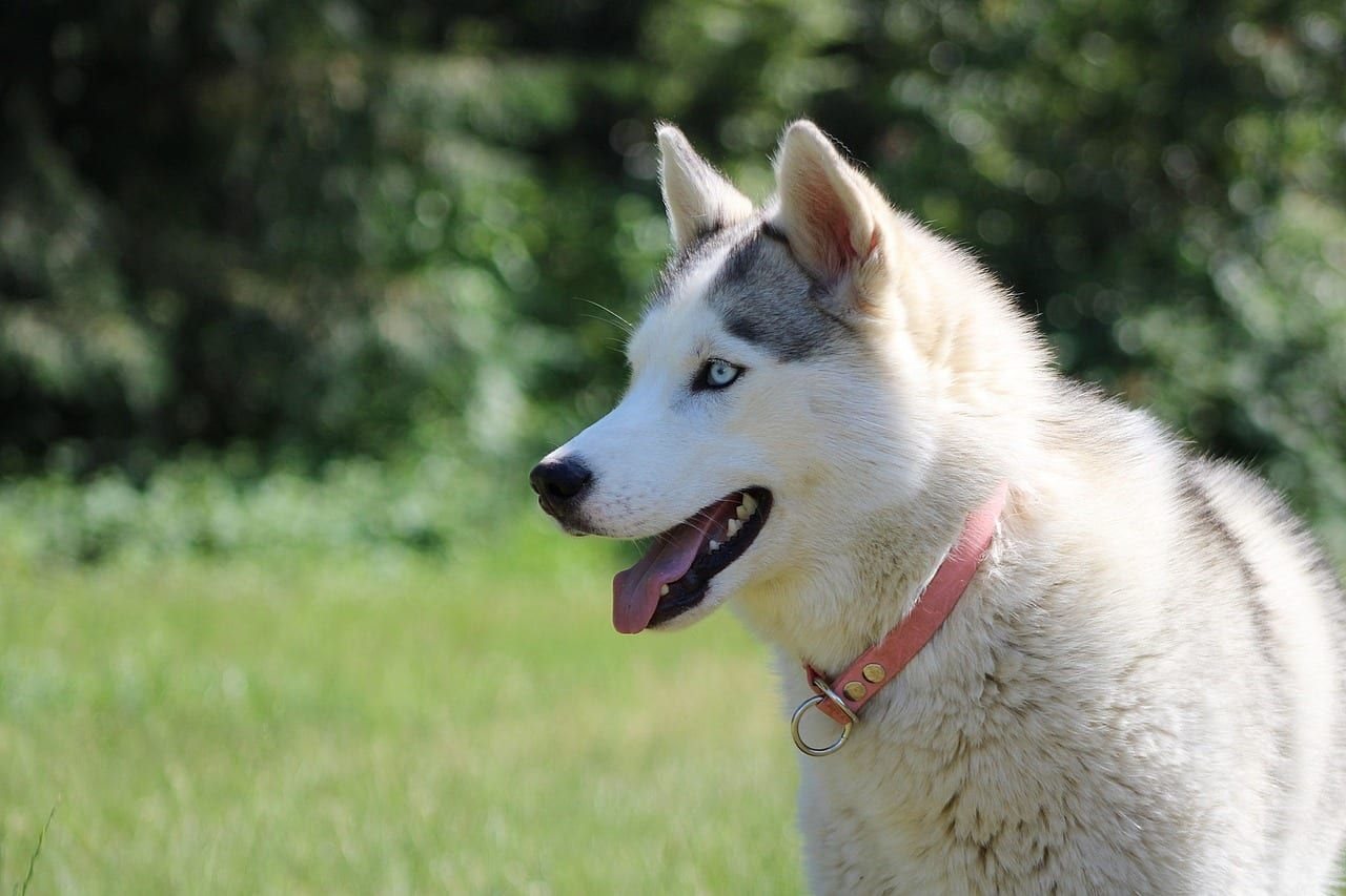 Sibiřský husky