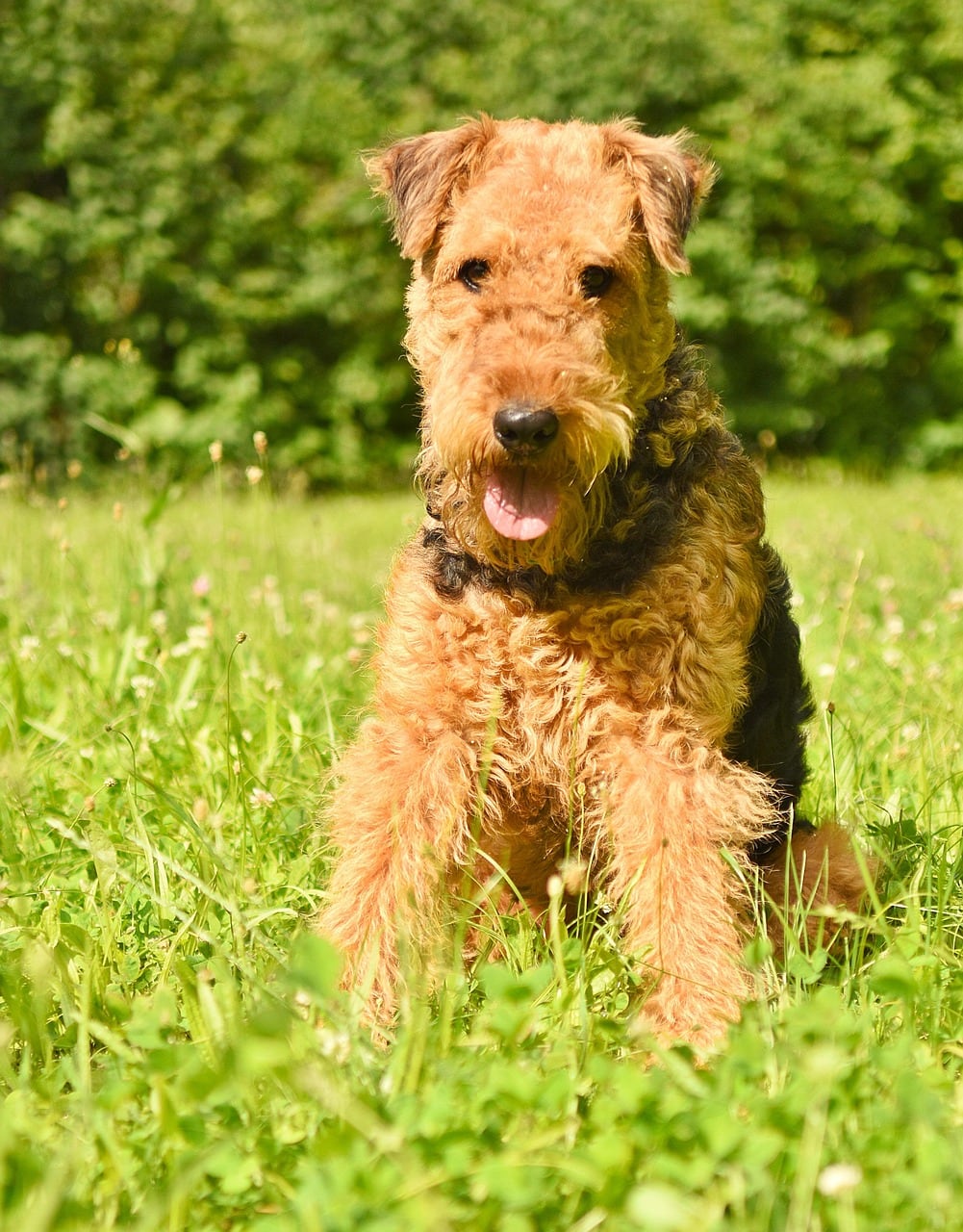 Airedale teriér – barevná varianta srsti