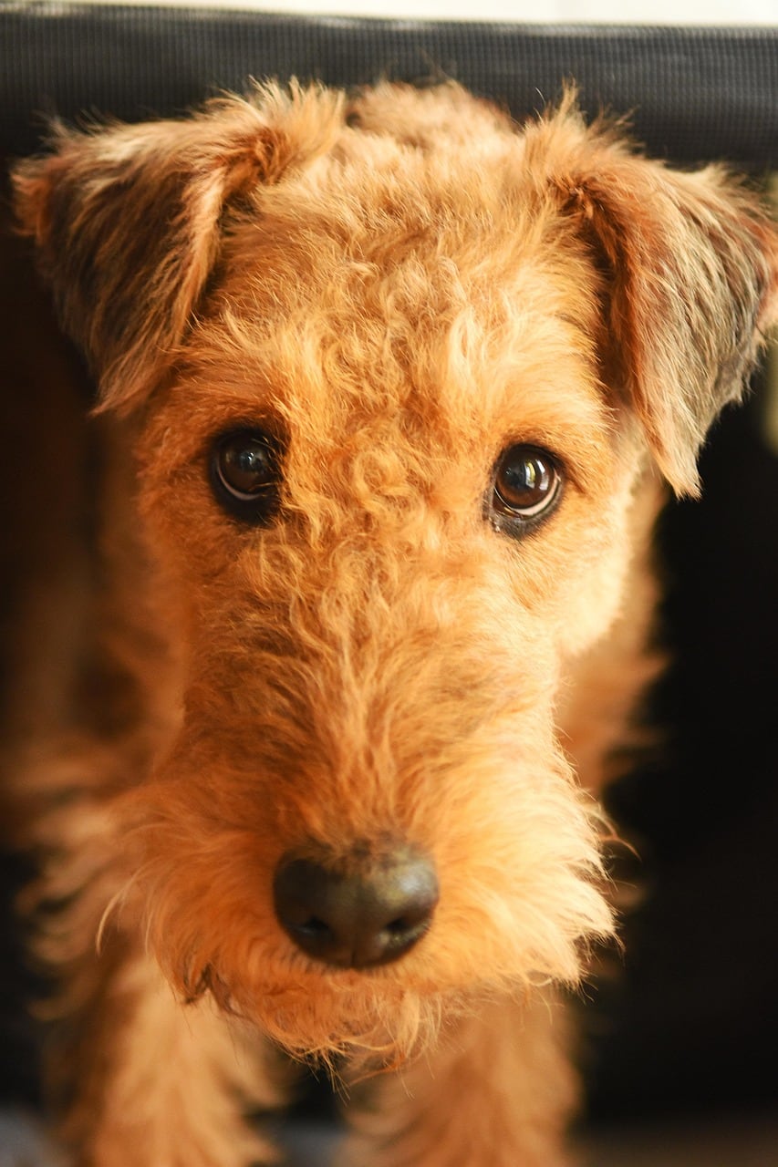 Airedale teriér – fotografie plemene