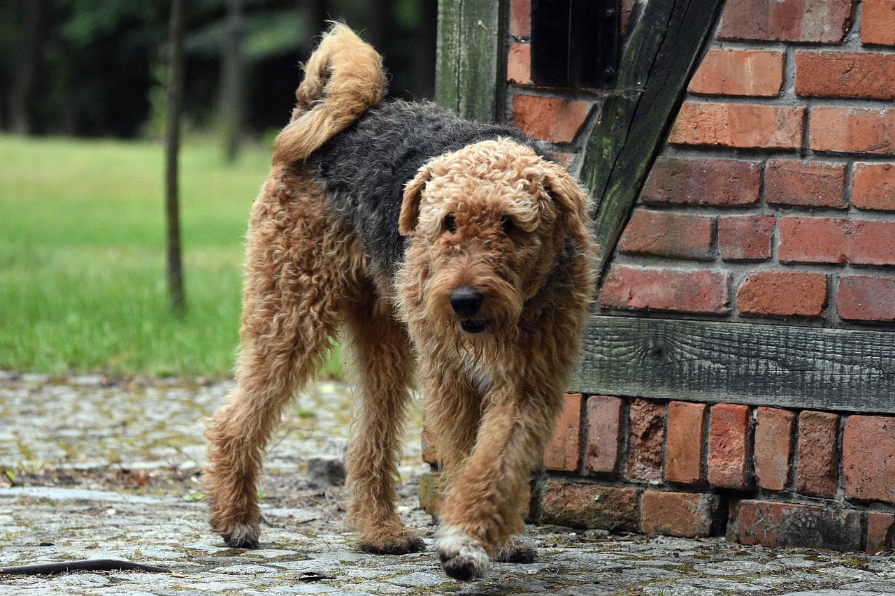 Airedale teriér – celá postava a stavba těla