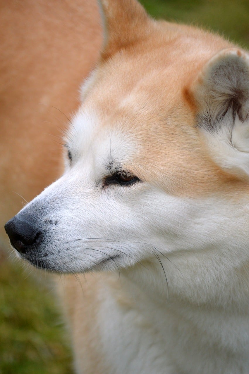 Akita inu – barevná varianta srsti