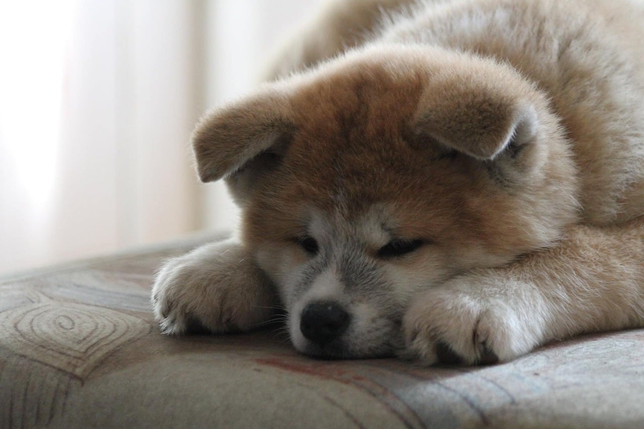 Akita inu – fotografie plemene
