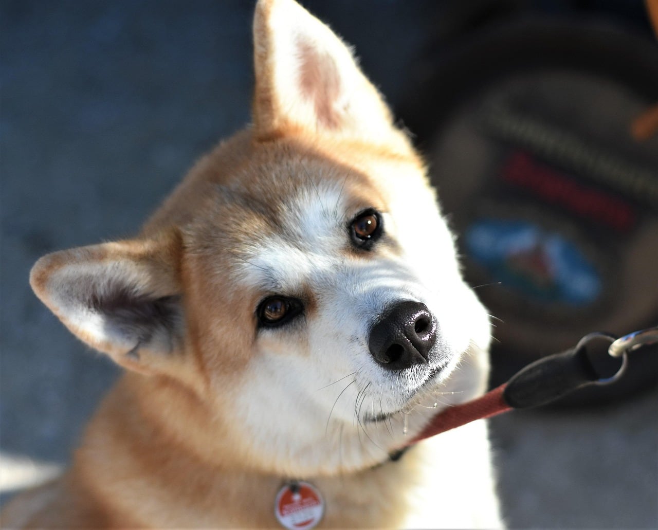 Hlava plemene Akita inu s typickými znaky