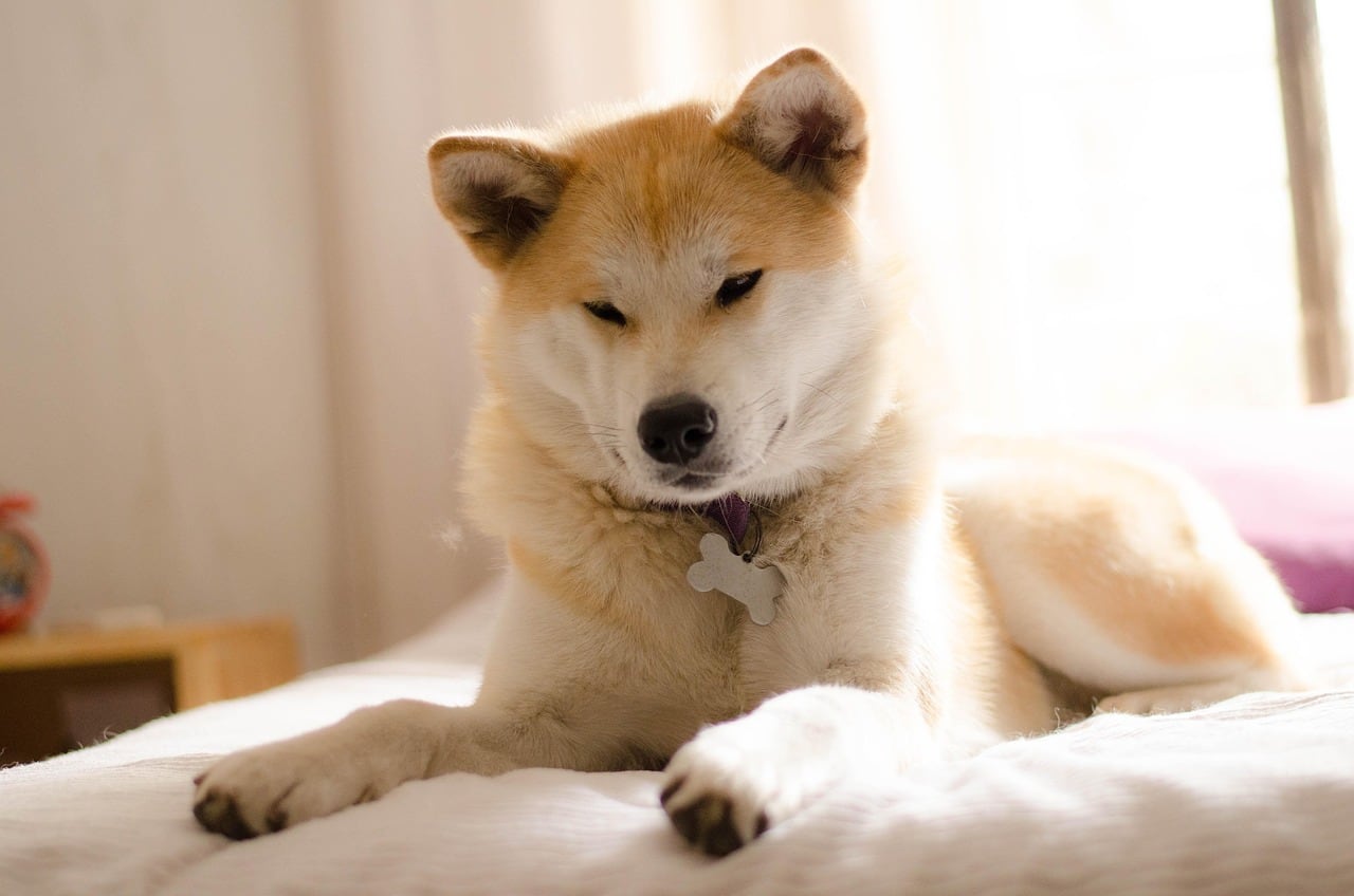Akita inu – celá postava a stavba těla