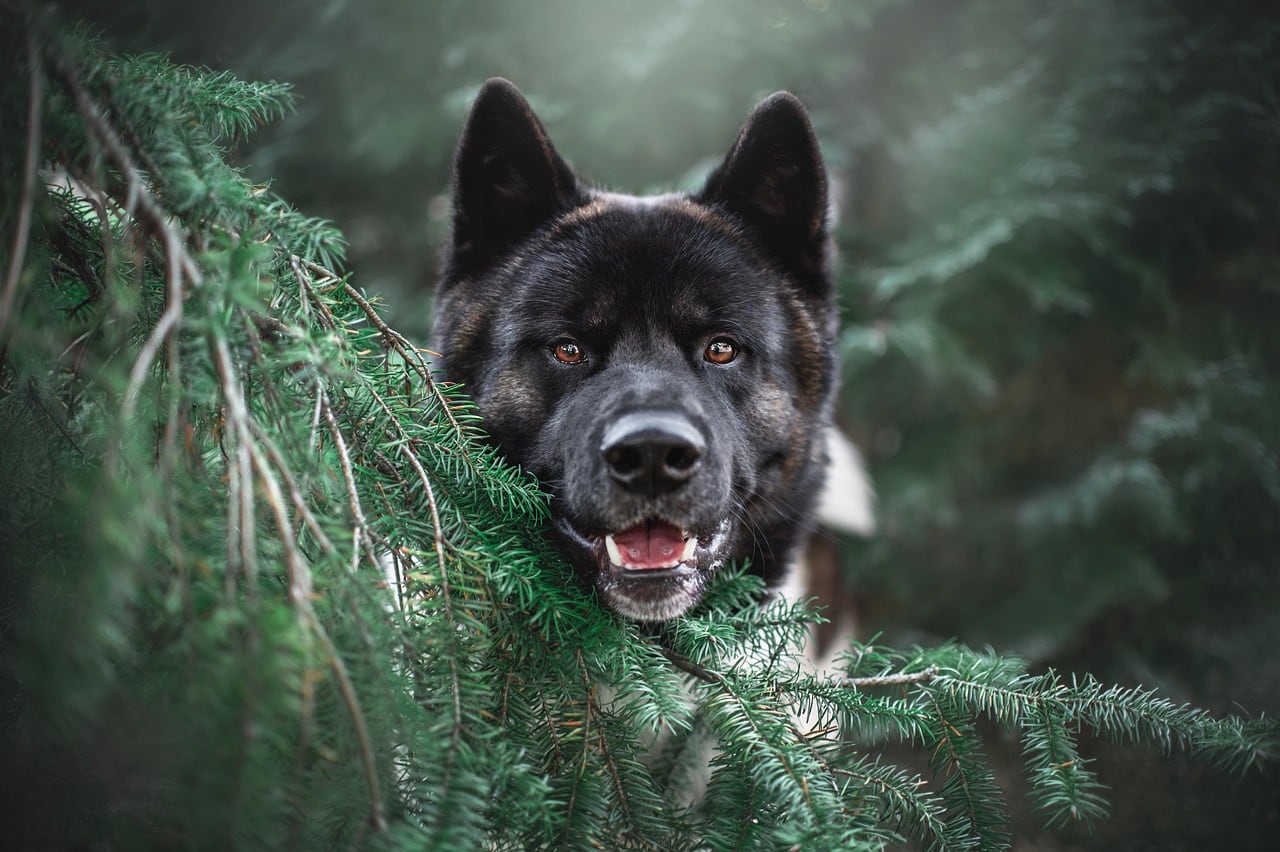 Americká akita – fotografie plemene
