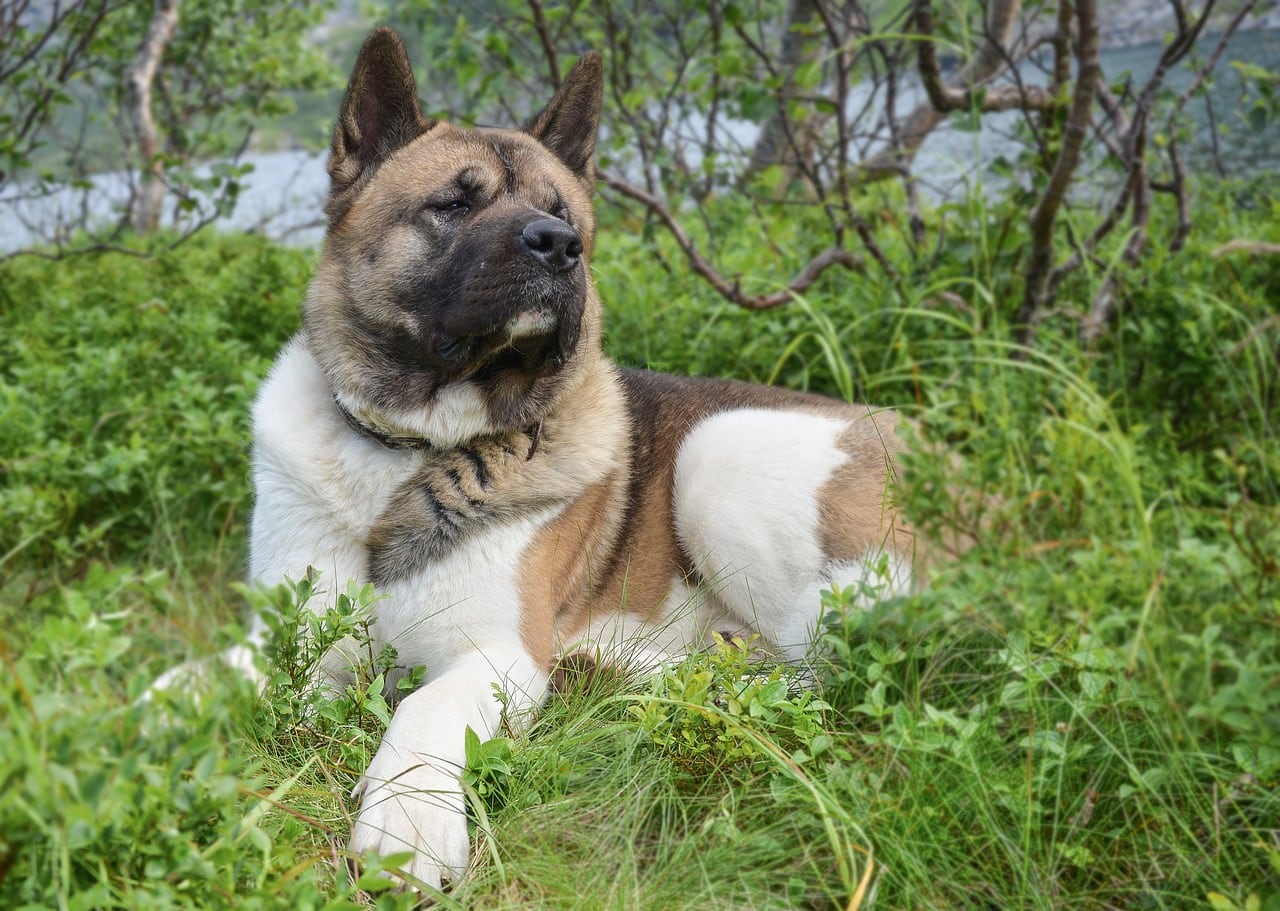 Americká akita – celá postava a stavba těla