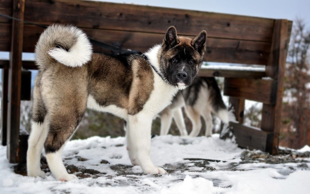 Americká akita – fotografie plemene