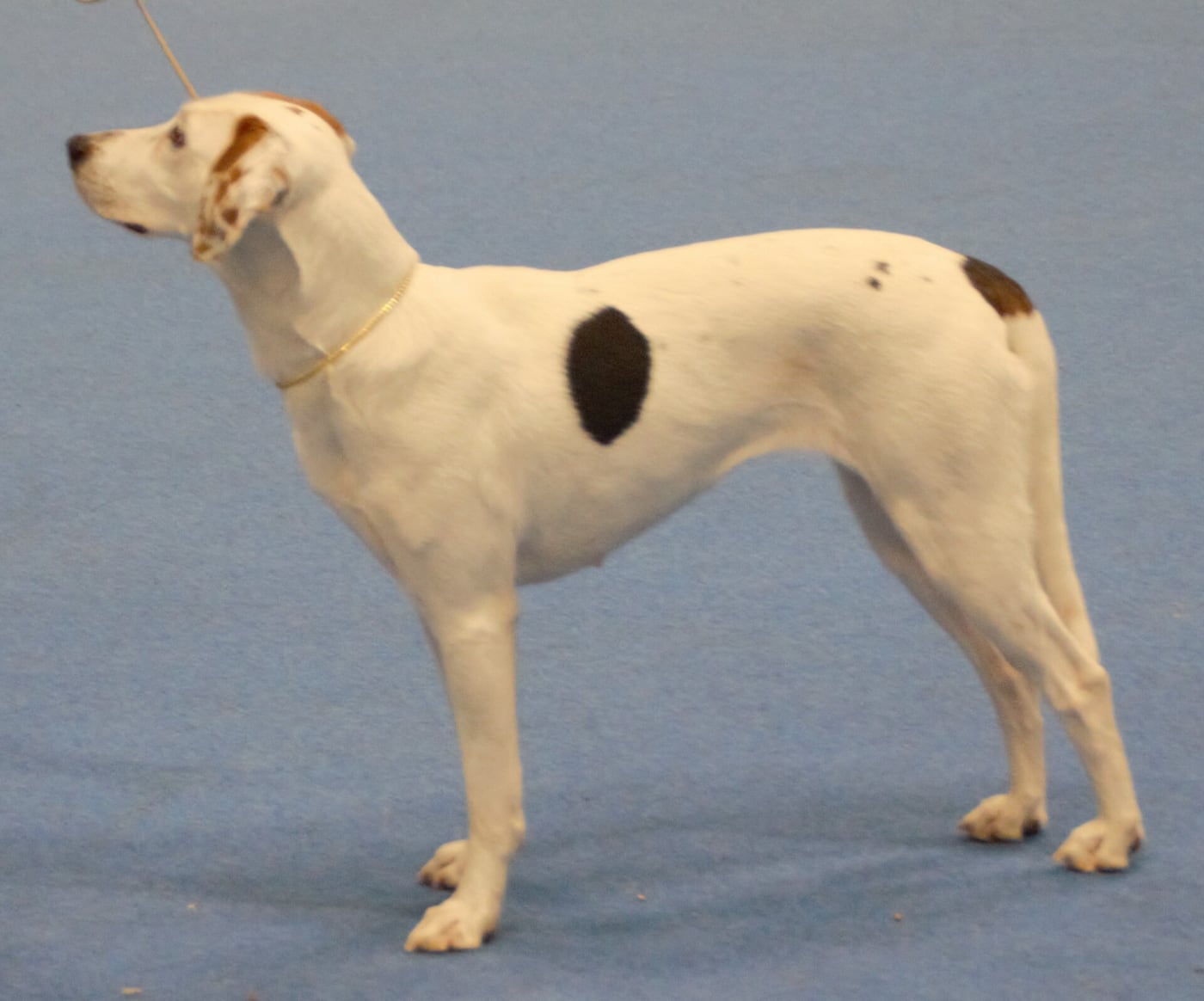 Americký foxhound – barevná varianta srsti