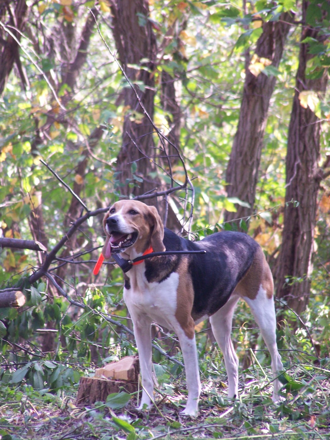 Hlava plemene Americký foxhound s typickými znaky
