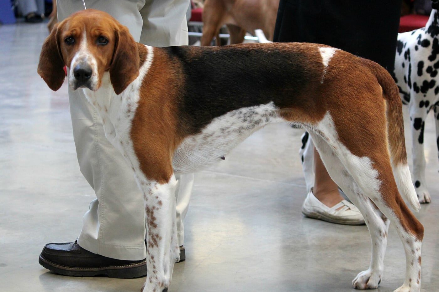 Americký foxhound – celá postava a stavba těla