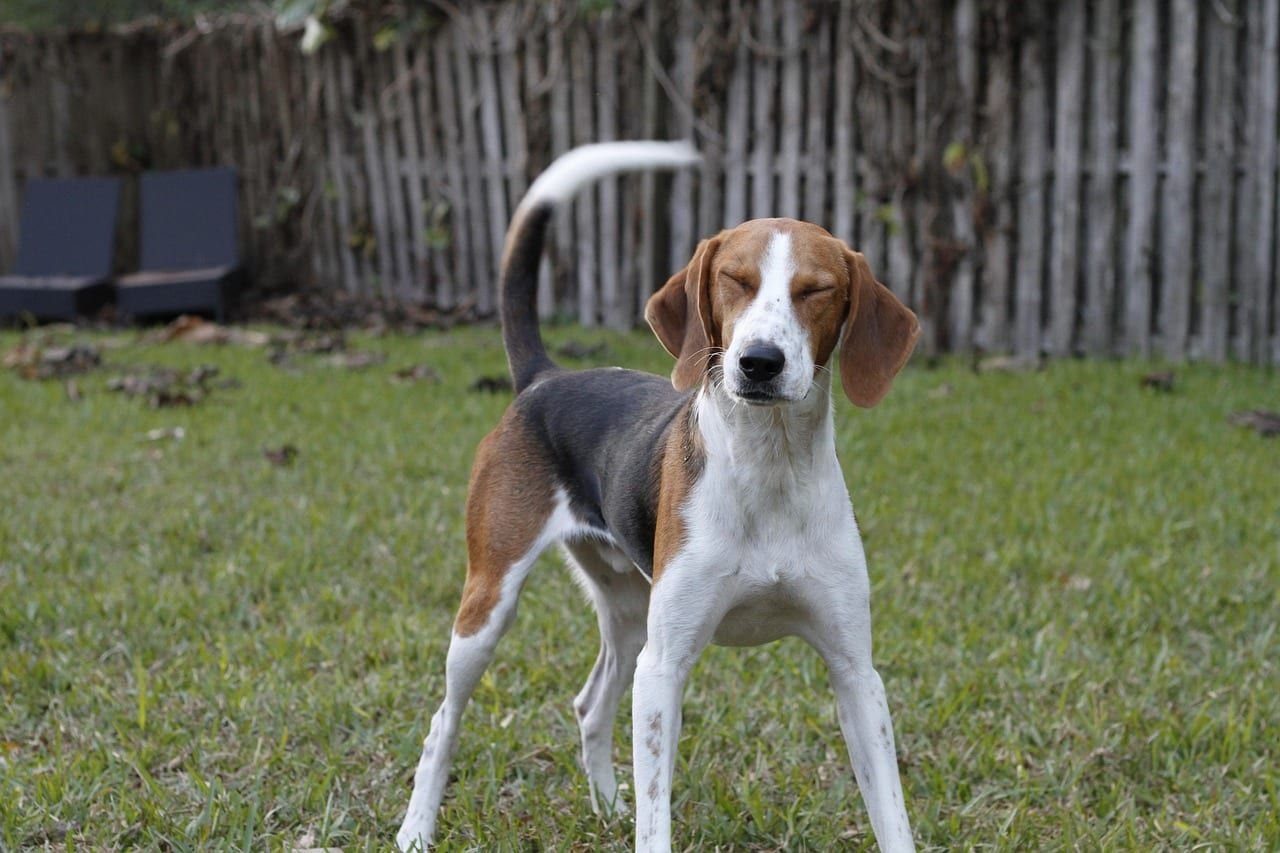 Americký foxhound – fotografie plemene