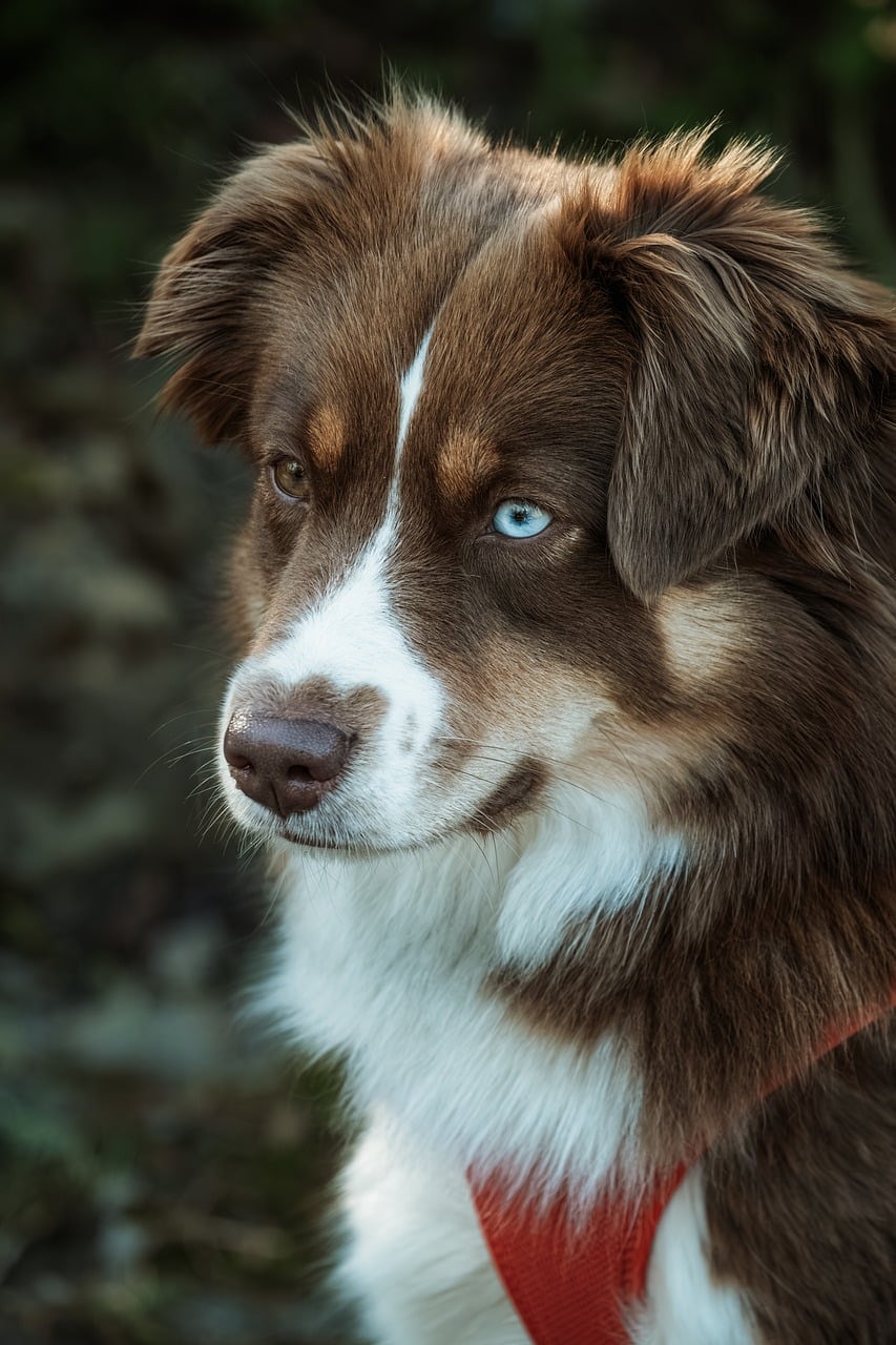 Australský ovčák – fotografie plemene