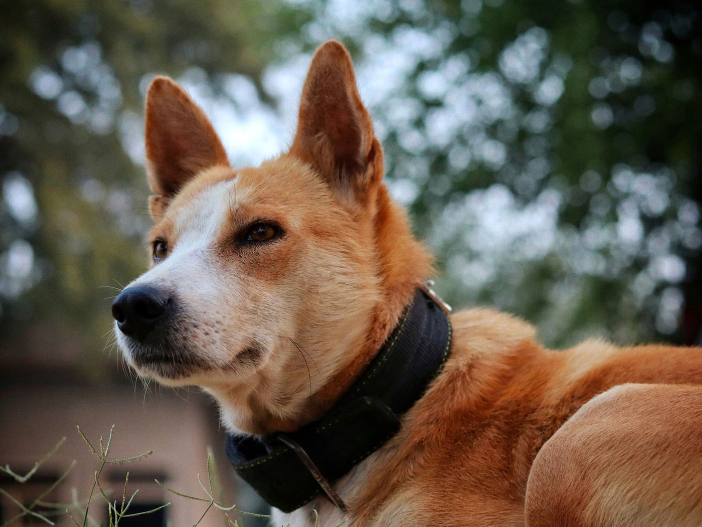 Basenji – barevná varianta srsti