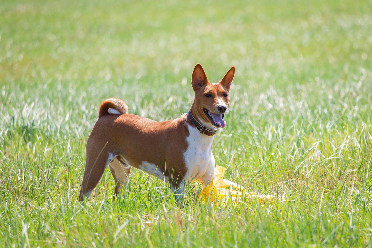 Basenji – celá postava a stavba těla