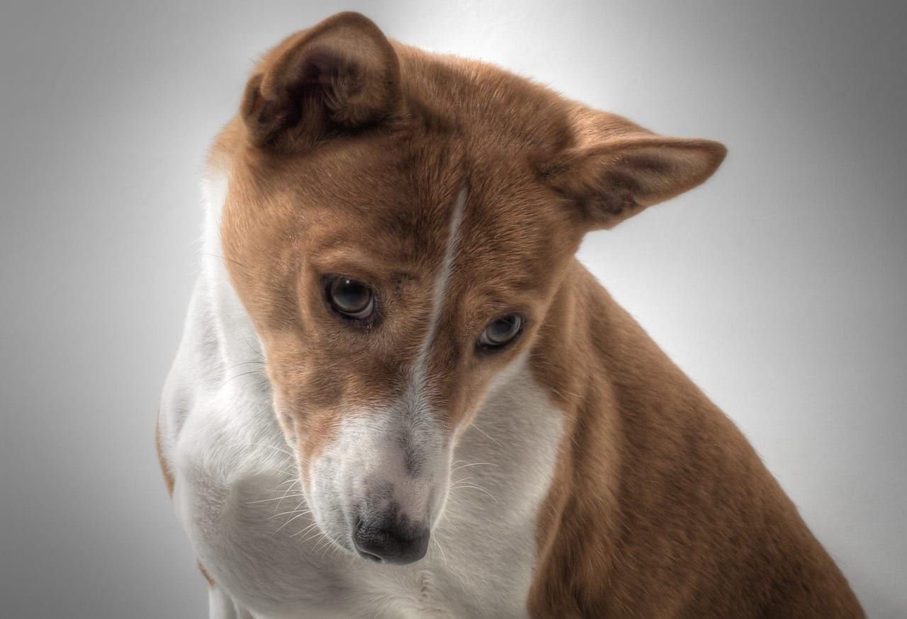 Basenji – fotografie plemene