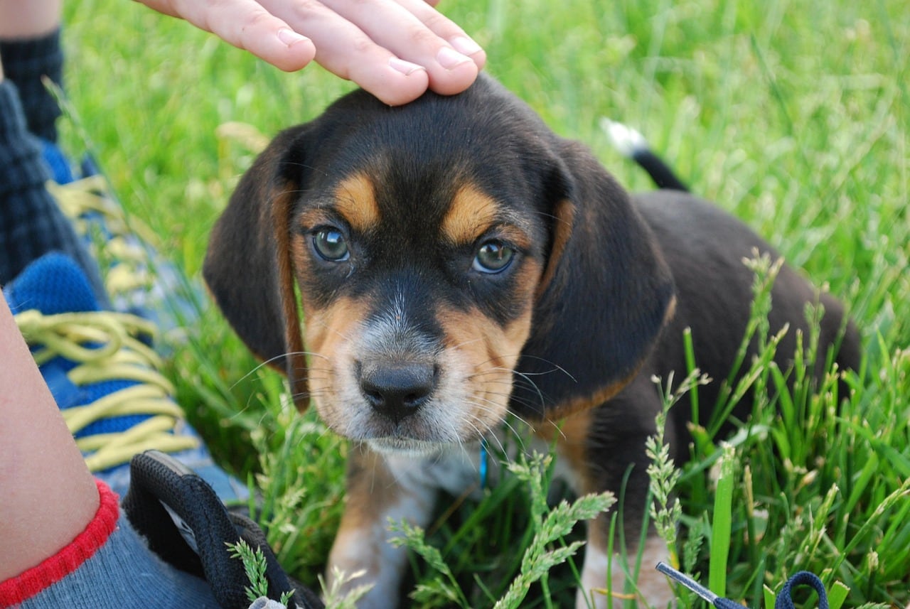 Beagle – barevná varianta srsti