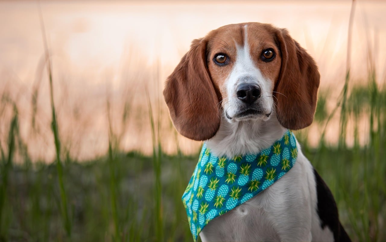 Beagle – fotografie plemene