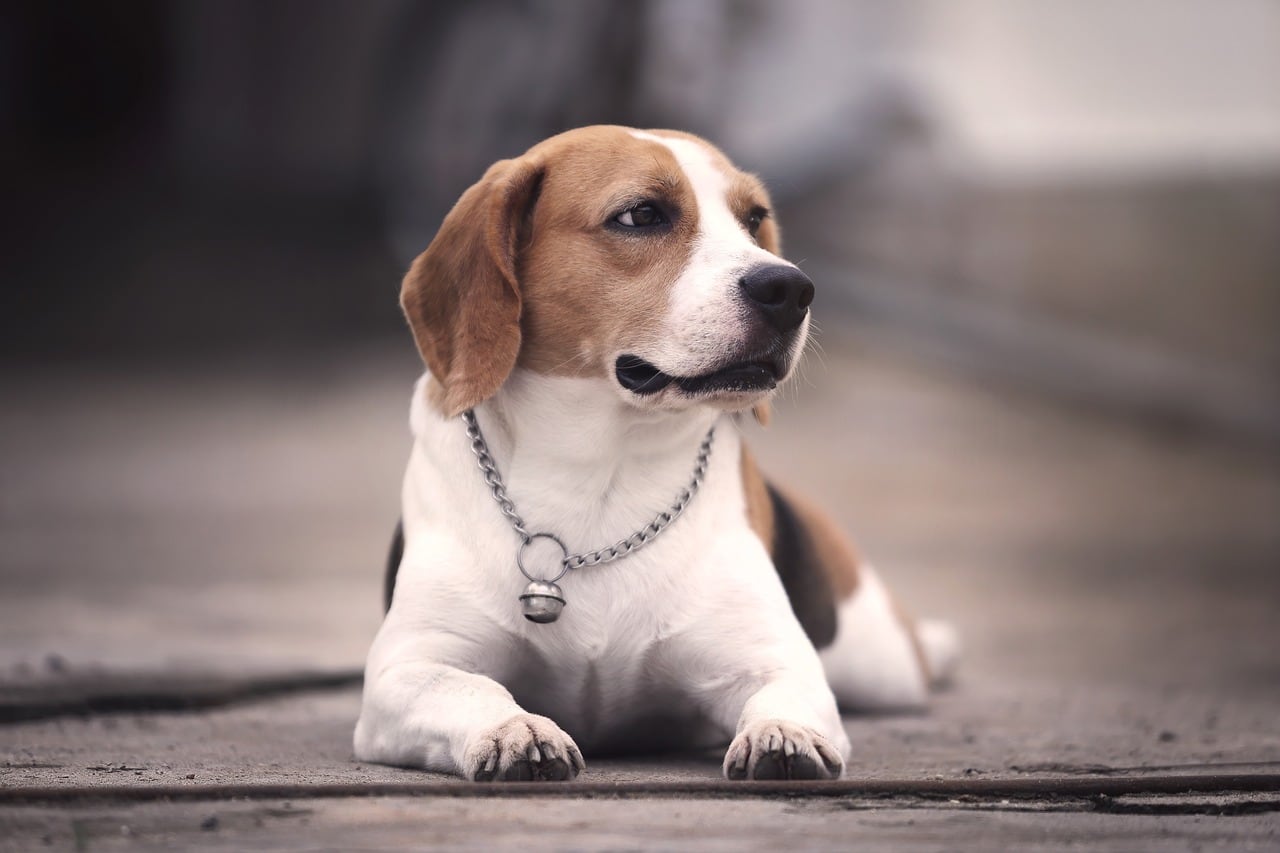 Hlava plemene Beagle s typickými znaky