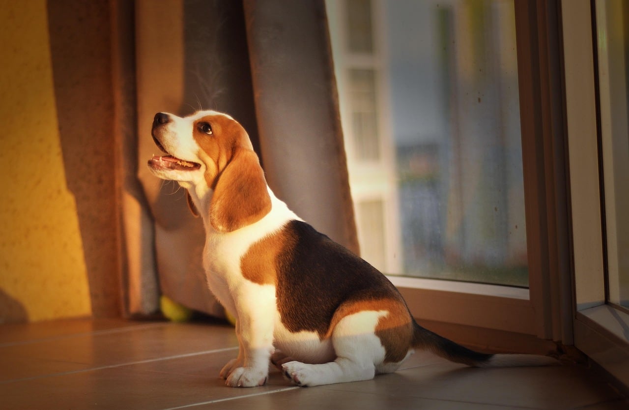 Beagle – celá postava a stavba těla