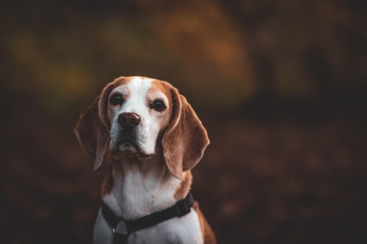 Beagle – fotografie plemene