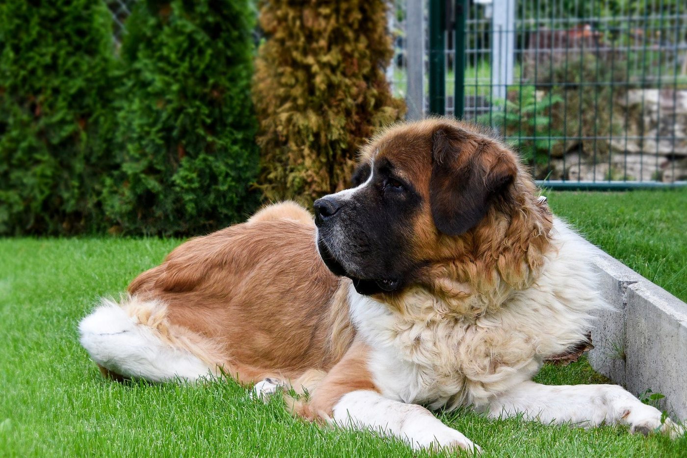 Bernardýn – fotografie plemene